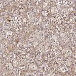 Merck Anti-SMIM4 antibody produced in rabbit