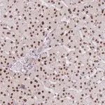 Merck Anti-ZNF439 antibody produced in rabbit