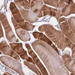 Merck Anti-PCGF2 antibody produced in rabbit