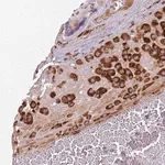 Merck Anti-COLGALT1 antibody produced in rabbit
