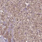 Merck Anti-MTX3 antibody produced in rabbit