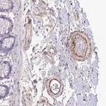 Merck Anti-LEPROTL1 antibody produced in rabbit
