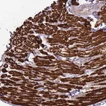 Merck Anti-TRAPPC6B antibody produced in rabbit