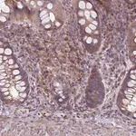 Merck Anti-JAML antibody produced in rabbit