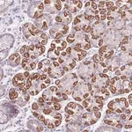 Merck Anti-MOCOS antibody produced in rabbit