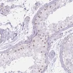 Merck Anti-PNMA3 antibody produced in rabbit