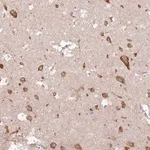 Merck Anti-UGGT2 antibody produced in rabbit
