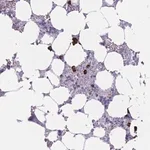 Merck Anti-PLEKHG2 antibody produced in rabbit