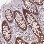 Merck Anti-ADAL antibody produced in rabbit