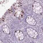 Merck Anti-BLOC1S2 antibody produced in rabbit