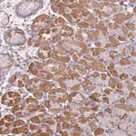 Merck Anti-FAM58A antibody produced in rabbit