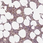 Merck Anti-PRAM1 antibody produced in rabbit