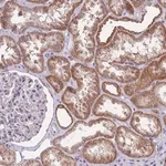 Merck Anti-MRPS18C antibody produced in rabbit