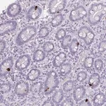 Merck Anti-ZNF43 antibody produced in rabbit