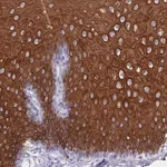 Merck Anti-RAB2B antibody produced in rabbit