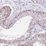 Merck Anti-SIN3B antibody produced in rabbit