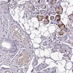 Merck Anti-C11ORF91 antibody produced in rabbit