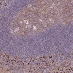 Merck Anti-ERCC6L antibody produced in rabbit