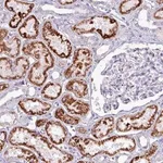 Merck Anti-HSD3B7 antibody produced in rabbit