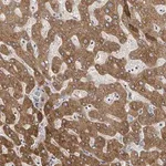 Merck Anti-GABBR1 antibody produced in rabbit