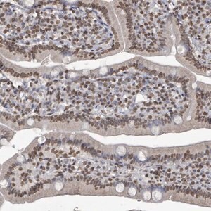 Merck Anti-MRPS12 antibody produced in rabbit