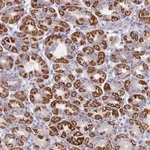 Merck Anti-FAM170B antibody produced in rabbit