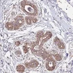 Merck Anti-MRPL17 antibody produced in rabbit