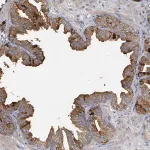 Merck Anti-WDFY1 antibody produced in rabbit