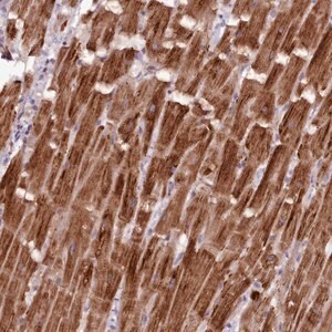 Merck Anti-NT5DC2 antibody produced in rabbit