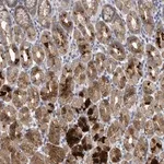 Merck Anti-C9ORF152 antibody produced in rabbit