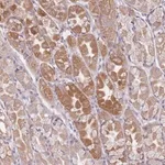 Merck Anti-CHCHD7 antibody produced in rabbit