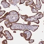 Merck Anti-ATP10D antibody produced in rabbit