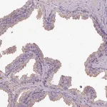 Merck Anti-ISLR antibody produced in rabbit