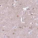 Merck Anti-FAM43B antibody produced in rabbit