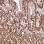 Merck Anti-ZNF391 antibody produced in rabbit