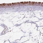 Merck Anti-CCDC168 antibody produced in rabbit