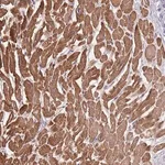 Merck Anti-FAM124A antibody produced in rabbit