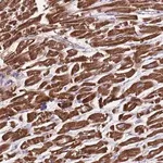 Merck Anti-GAS8 antibody produced in rabbit