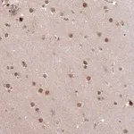 Merck Anti-HAUS3 antibody produced in rabbit
