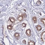 Merck Anti-EFCC1 antibody produced in rabbit