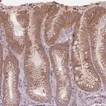 Merck Anti-HSBP1L1 antibody produced in rabbit