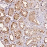 Merck Anti-SLC35F2 antibody produced in rabbit