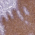 Merck Anti-DCANP1 antibody produced in rabbit