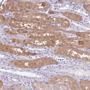 Merck Anti-TMEM185A antibody produced in rabbit