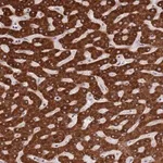 Merck Anti-ZNF140 antibody produced in rabbit