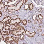 Merck Anti-TTLL1 antibody produced in rabbit