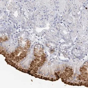 Merck Anti-RAB33B antibody produced in rabbit
