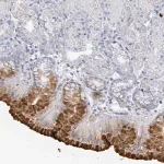 Merck Anti-RAB33B antibody produced in rabbit