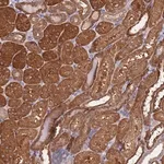 Merck Anti-PRR32 antibody produced in rabbit