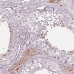 Merck Anti-SPAG4 antibody produced in rabbit